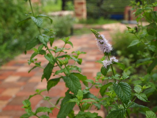 P1019656
