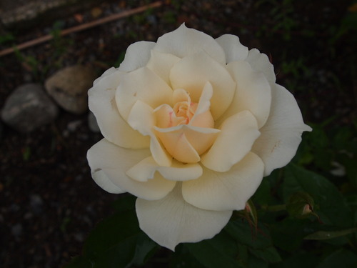 P1019623