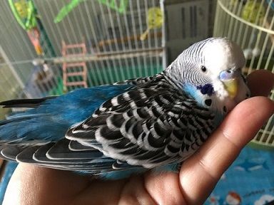 ヨンちゃん