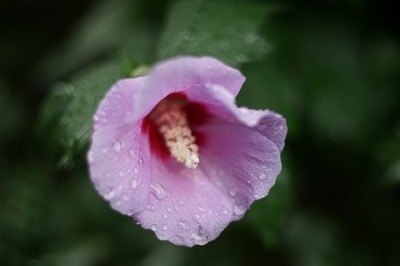 steinheil_macro-s_quinon_55mm-sony_a7_a