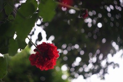 ernst_ludwing_meritar_50mm_exakta-sony_a7