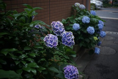 olympus_zuiko_c_40mm_exakta-sony_a7