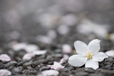 tamron_90mm_52bb-sony_a7