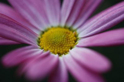 olympus_om_80mm-canon_eos_5d2_b