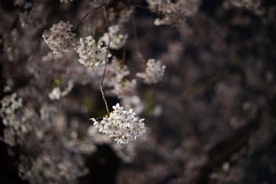 pentax_smc-p_50mm-sony_a7