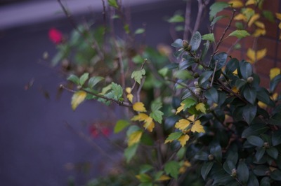 pentax_super-takumar_55mm_m42-sony_a7