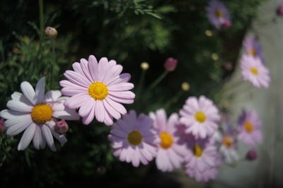 pentacon_prakticar_50mm-eos_5d