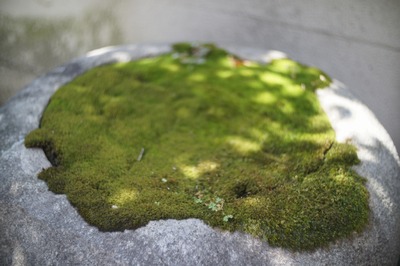 cosina_cosinon_55mm_sony_nex-3