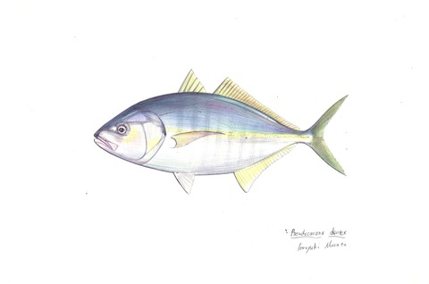 油絵　鯵 Yahoo!オークション - 2284 【真作】柴原皖 「鯵と鯖」 油彩 魚