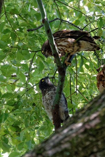 _DSC2487_DxO