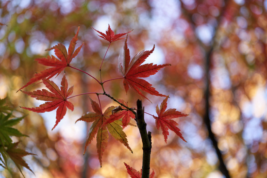 _DSC9998_DxO