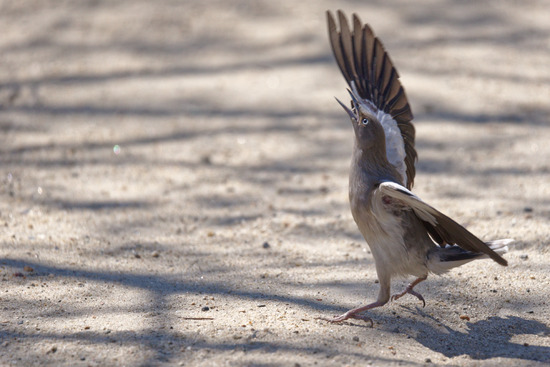 _DSC3195_DxO