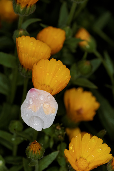 _4030360_DxO
