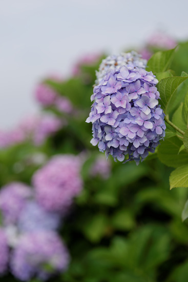 _DSC6248_DxO