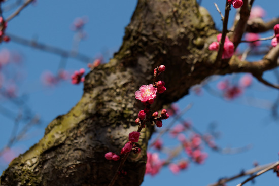 _3030115_DxO