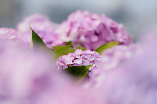 _DSC6264_DxO