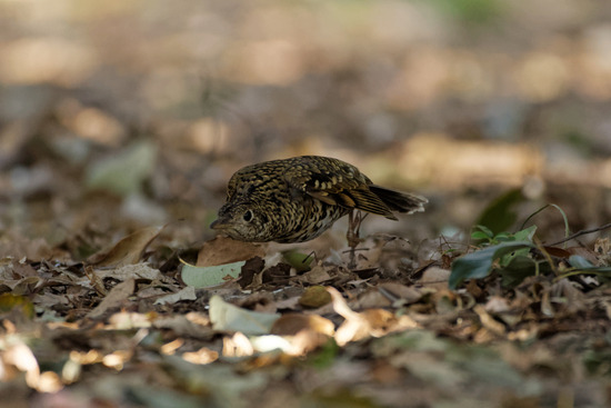 _DSC1703_DxO