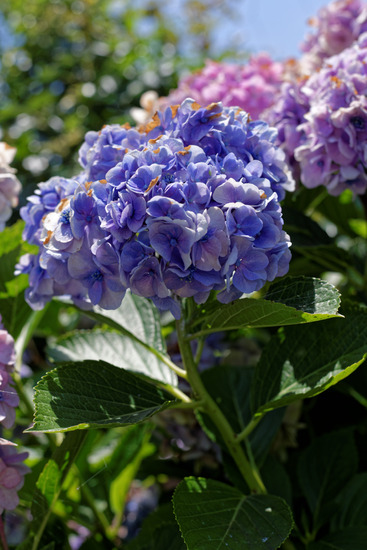 _DSC7115_DxO