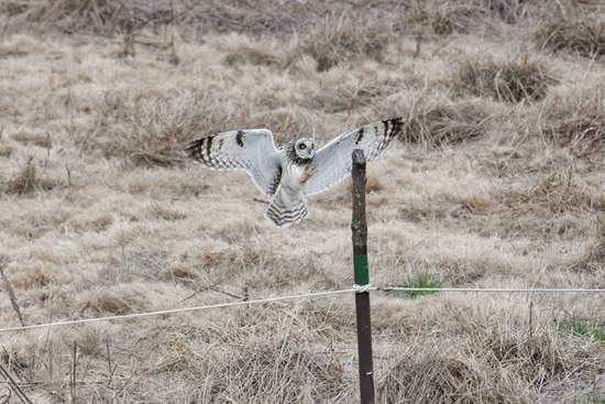 DSC_0500_DxO