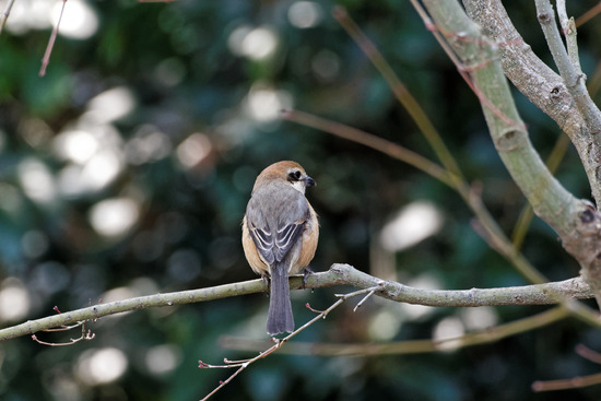 _DSC2653_DxO