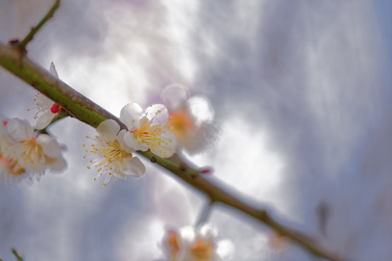 _DSC2715_DxO