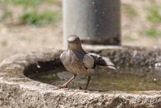_DSC3140_DxO