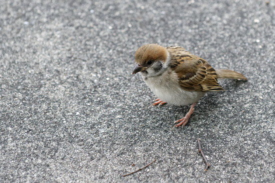 _DSC2588_DxO