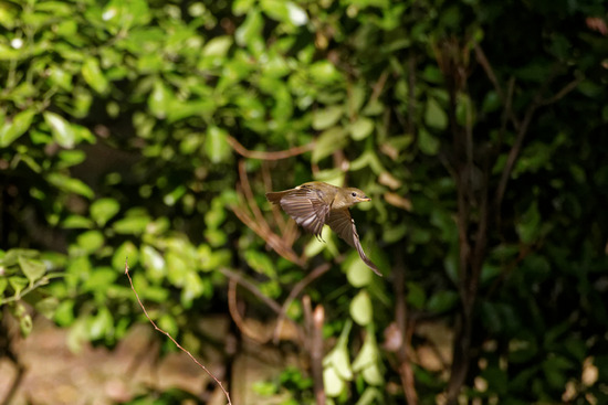 _DSC9500_DxO
