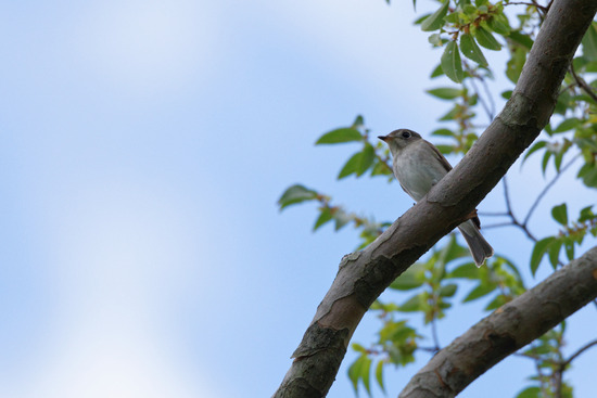 _DSC8370_DxO