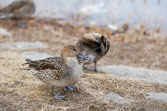 _DSC1315_DxO