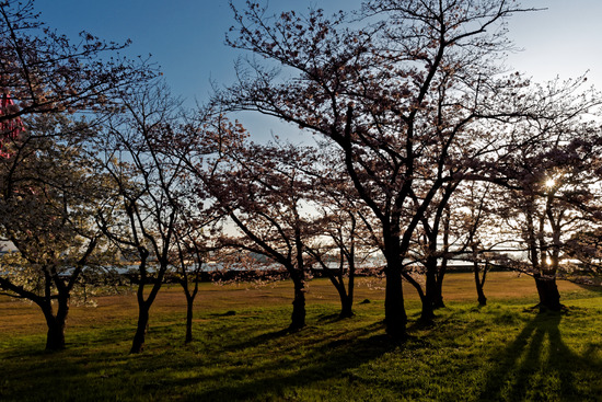 _4020147_DxO