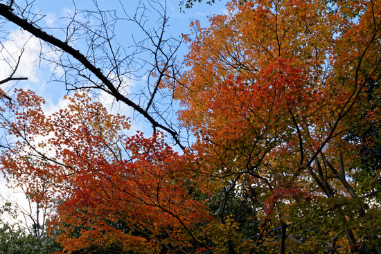 _DSC9890_DxO