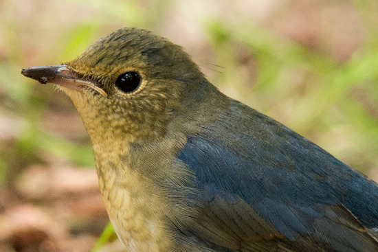 DSC_9801-2