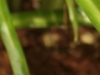 iso200