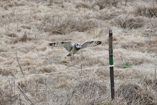 DSC_0499_DxO