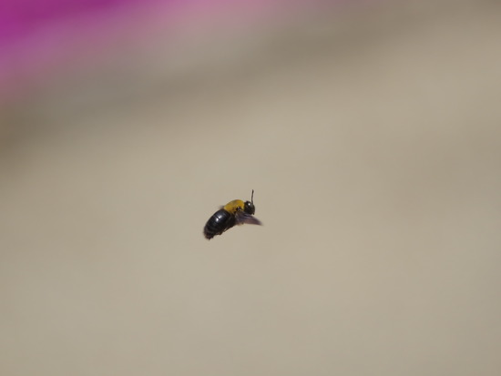 P4270229