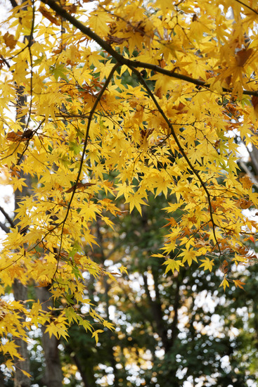 _DSC0428_DxO