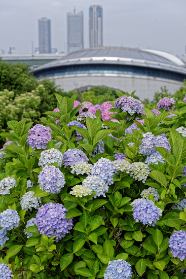 _DSC6242_DxO