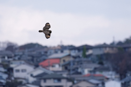 _DSC0910_DxO