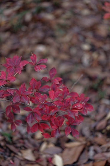_DSC9972_DxO