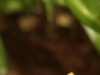 iso100