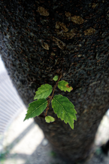 _DSC2719_DxO