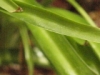 iso2500