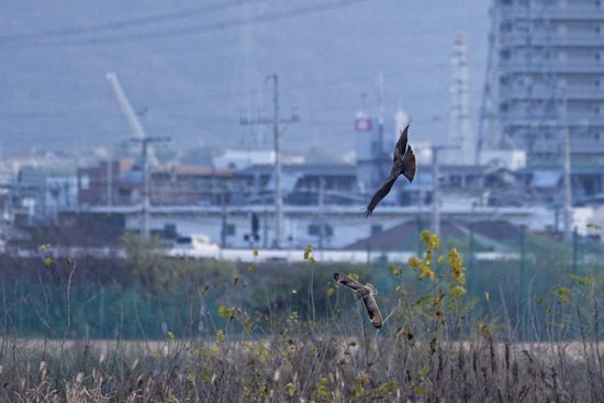 _DSC0586_DxO