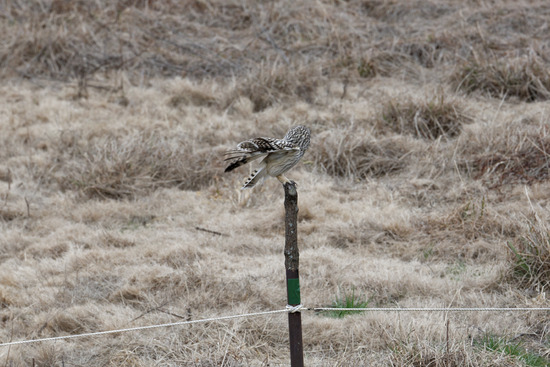 DSC_0503_DxO