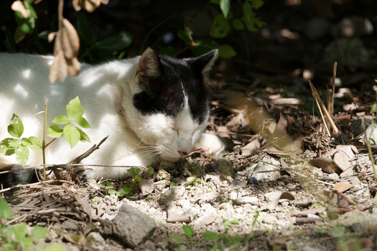 _DSC8336_DxO
