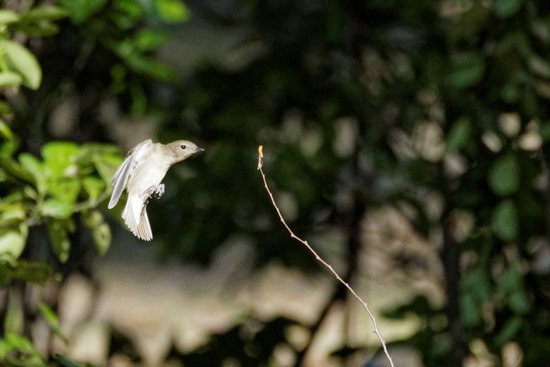 _A230366_DxO