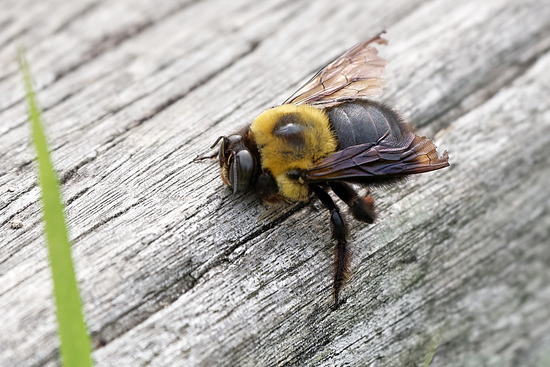 _DSC6282_DxO