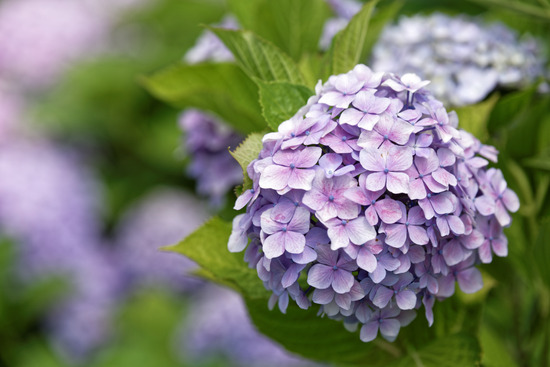 _DSC6253_DxO