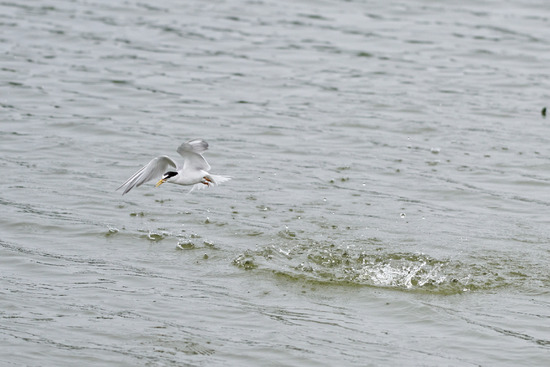 _DSC6063_DxO